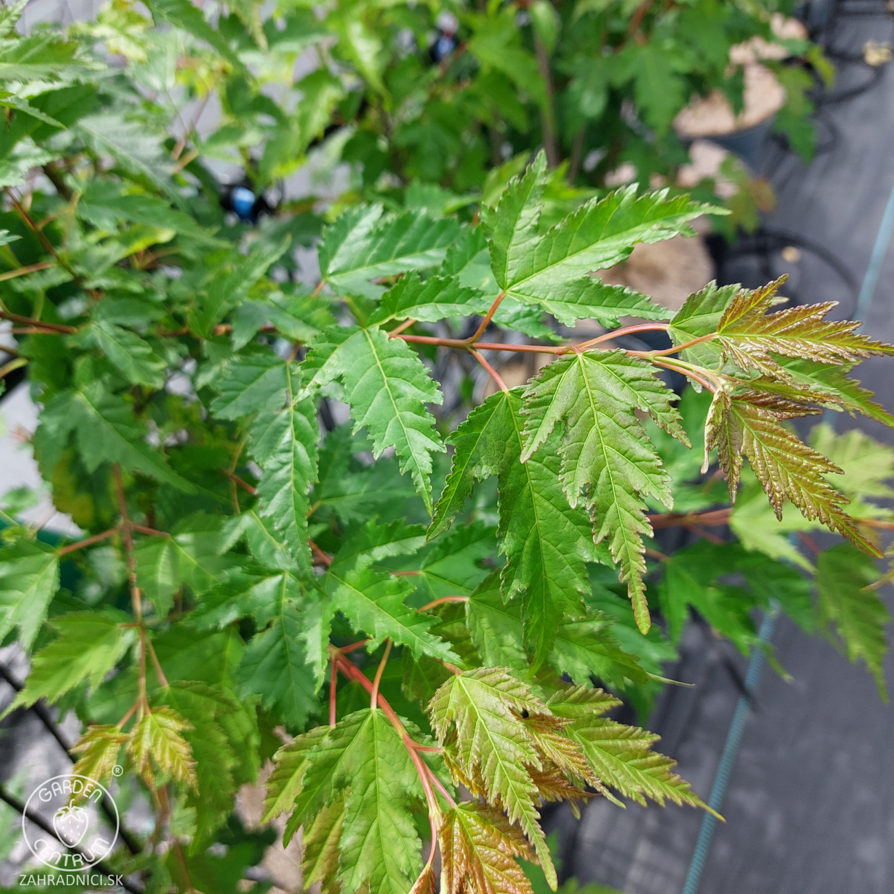 Obrázok Javor ohnivý (Acer tataricum) ´GINNALA´ - výška 160-200 cm, kont. C5L